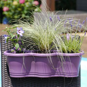 Jardinera de verano 'Summer Purple Rain'
